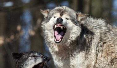 Yellowstone National Park tourist uses spray to ward off a wolf following him in crazy video
