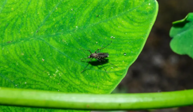 Laser mosquito killer uses lidar and AI to zap bugs for under $1,100