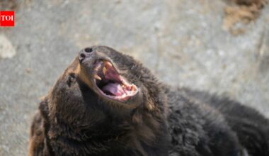 Japan killed more than 14,000 bears between April 2025 and January 2026 after record attacks on people; despite the cull, 6 people have been killed this year and the government plans to remove another 8,800 bears