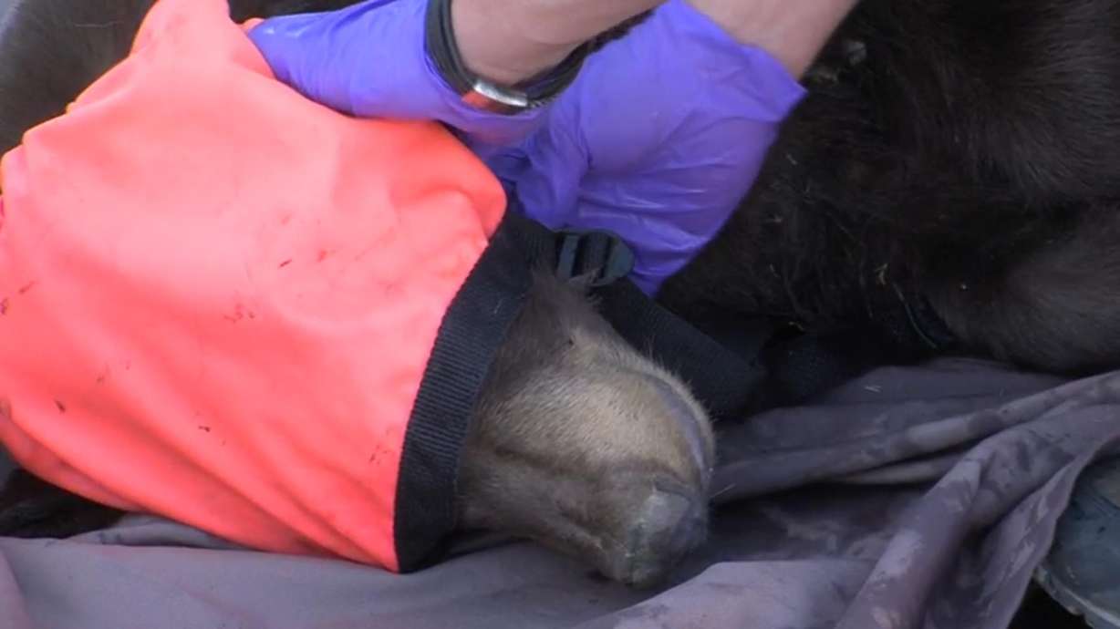 Beaver residents asked to 'keep an eye out for a young bear cub'