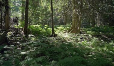 B.C. to pilot forestry model to assist industry, improve wildfire mitigation