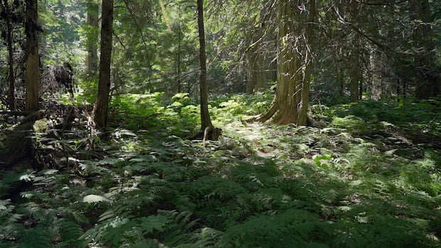 B.C. to pilot forestry model to assist industry, improve wildfire mitigation