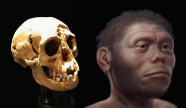 'Hobbits' walked more like humans than previously thought, study finds