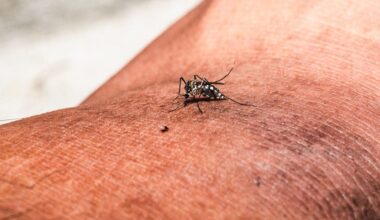 'Breakbone Fever' cases in Florida prompt mosquito-borne illness alerts
