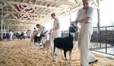 North Carolina issues rabies warning after petting zoo goats test positive