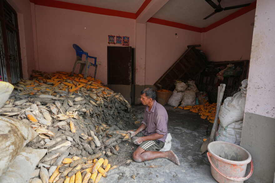 A farmer cleans his corn crop after flash floods in Nepal's Nuwakot district on Saturday, Aug. 29, 2026.