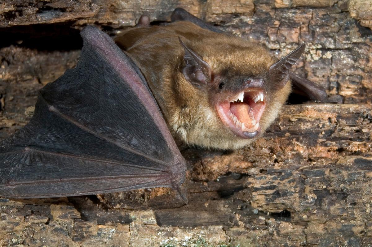 Bats invading New York homes to kick off maternity season