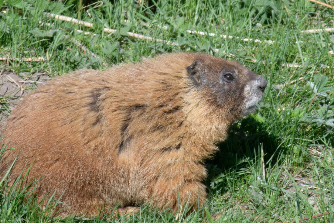 Dawn, the inaugural winner of Fat Marmot Week, is a father who enjoys the taste of rocks.