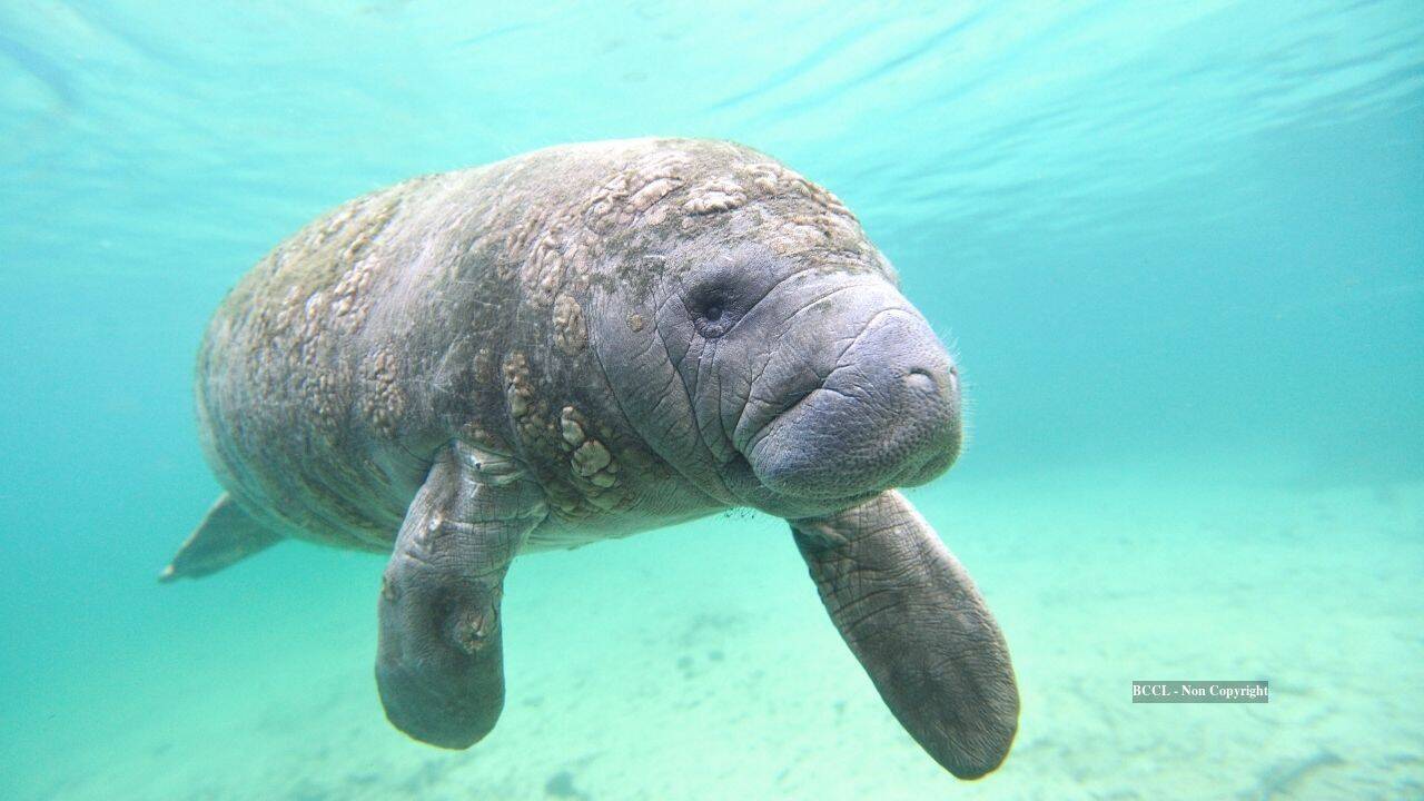 manatees manatees