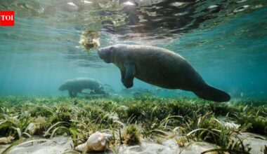 Rare manatees are turning up along the Texas coast this summer; some are lingering in busy marinas for freshwater, prompting warnings to boaters