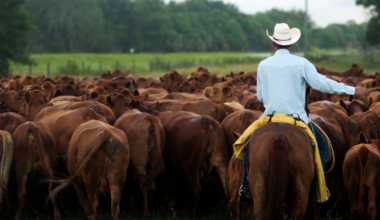 Trump authorizes action to break meatpacking monopoly for ranchers