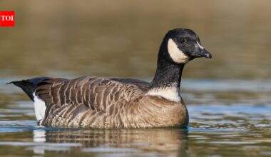 Aleutian Cackling Goose: In 1975, fewer than 800 Aleutian cackling geese remained; fox removal and habitat protection helped the population rebound to around 200,000, and regulated hunting later returned