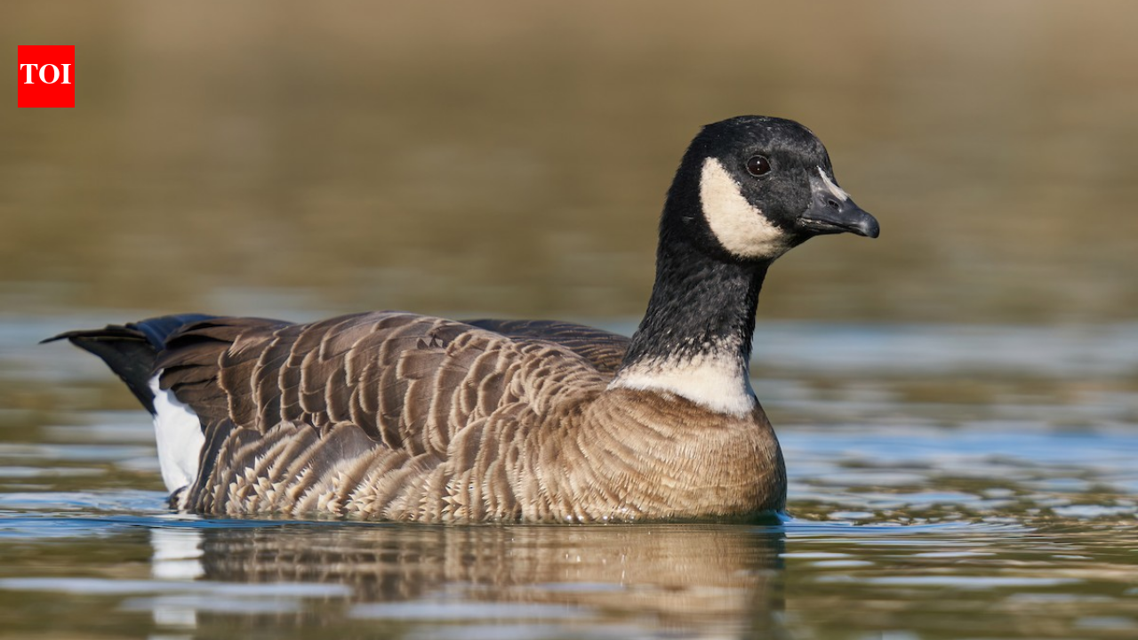 Aleutian Cackling Goose: In 1975, fewer than 800 Aleutian cackling geese remained; fox removal and habitat protection helped the population rebound to around 200,000, and regulated hunting later returned