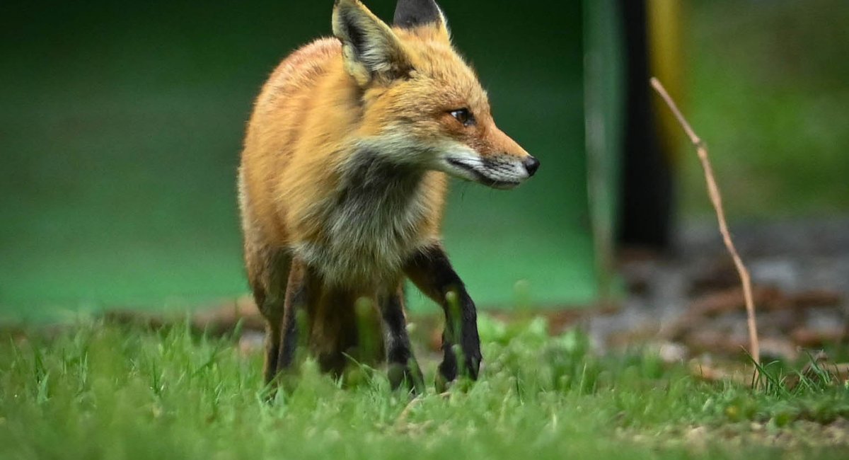 Fox that may have rabies on the loose on Staten Island, officials say
