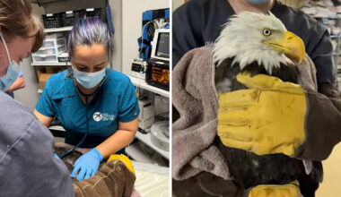 Ojai Raptor Center invites public to send notes of encouragement for beloved Big Bear bald eagle Jackie, care team