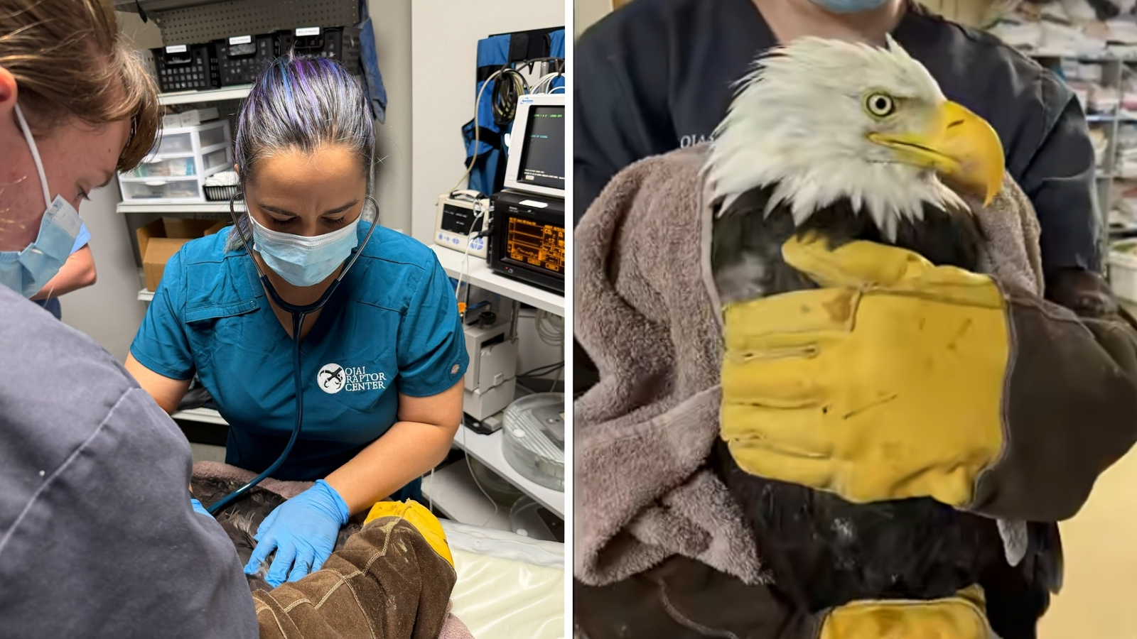 Ojai Raptor Center invites public to send notes of encouragement for beloved Big Bear bald eagle Jackie, care team