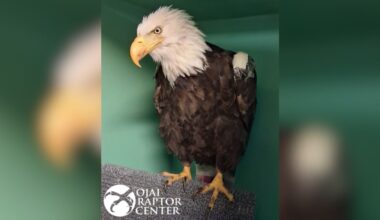 Beloved Big Bear bald eagle Jackie remains critical, back in ICU after condition worsened overnight