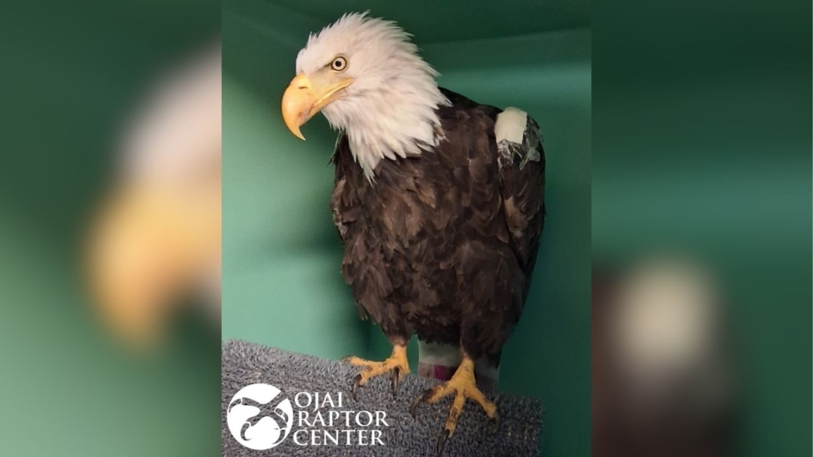 Beloved Big Bear bald eagle Jackie remains critical, back in ICU after condition worsened overnight