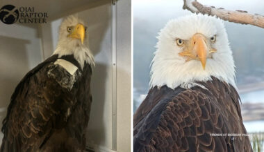 Big Bear eagle Jackie: New details shed light on what made bald eagle deteriorate, where her remains will be sent