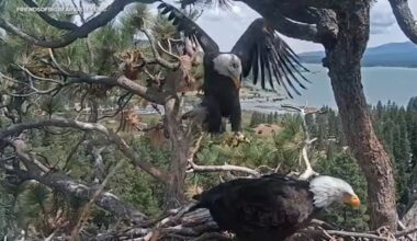 Big Bear bald eagle Shadow seen back at his nest with a new friend