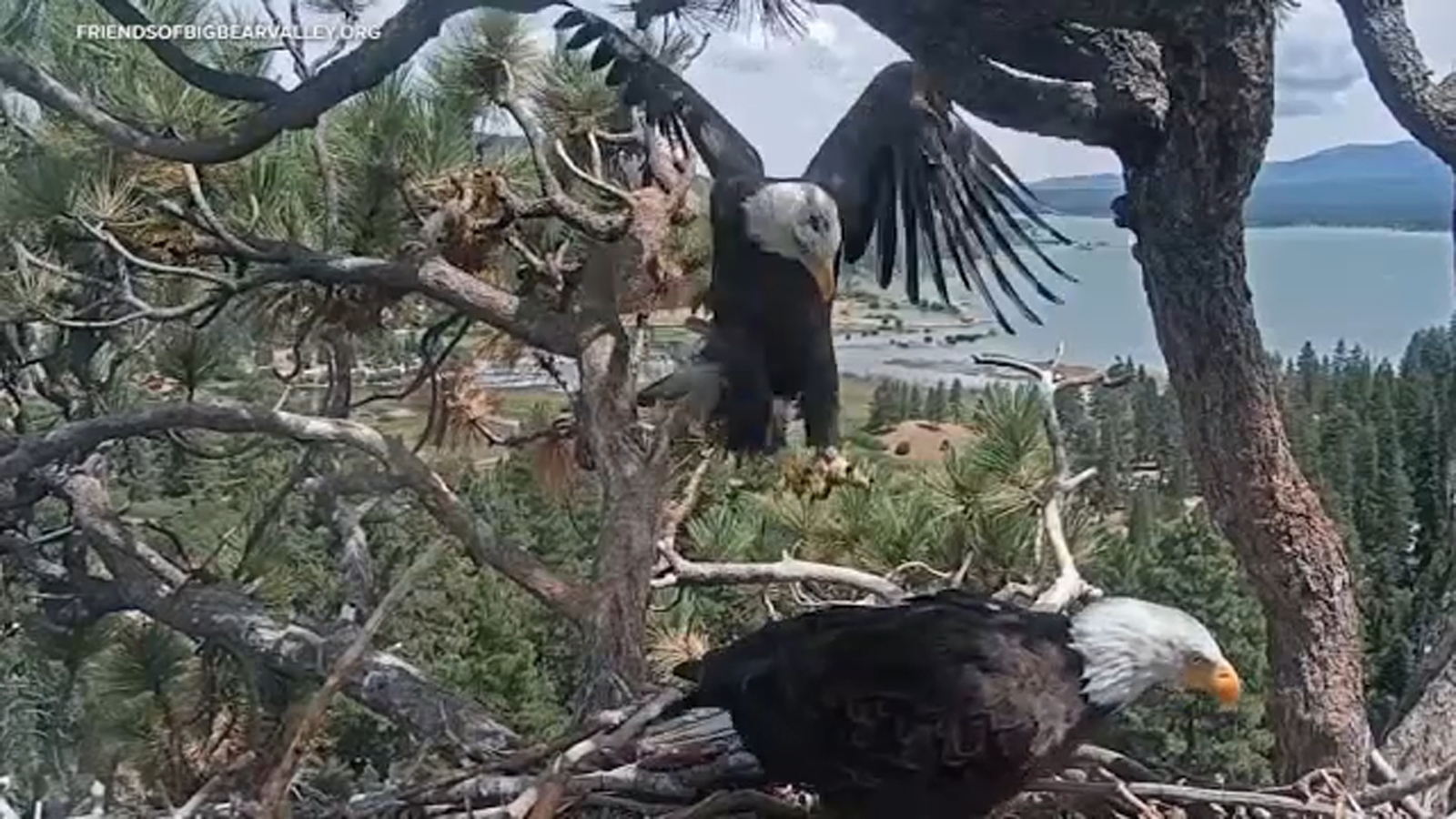 Big Bear bald eagle Shadow seen back at his nest with a new friend