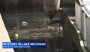 Dead ducks, fish at DuSable Harbor downtown Chicago prompt calls for investigation in Lake Michigan