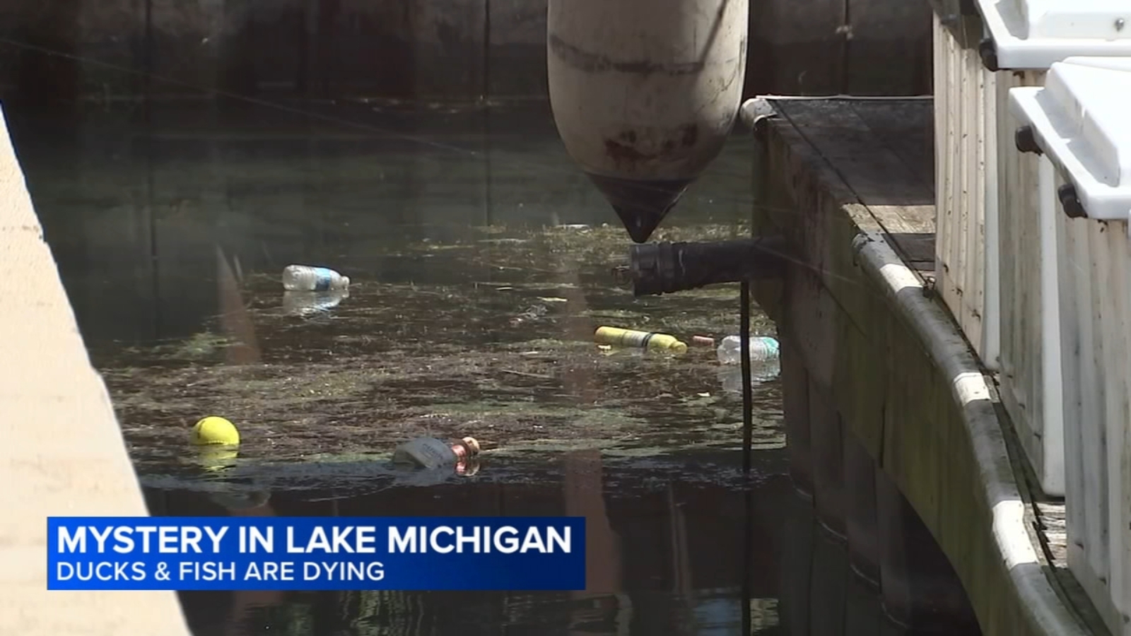 Dead ducks, fish at DuSable Harbor downtown Chicago prompt calls for investigation in Lake Michigan
