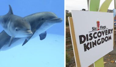 Euthanization, death of famous dolphin Chelsea at Six Flags Discovery Kingdom prompts calls for relocation of remaining mammals
