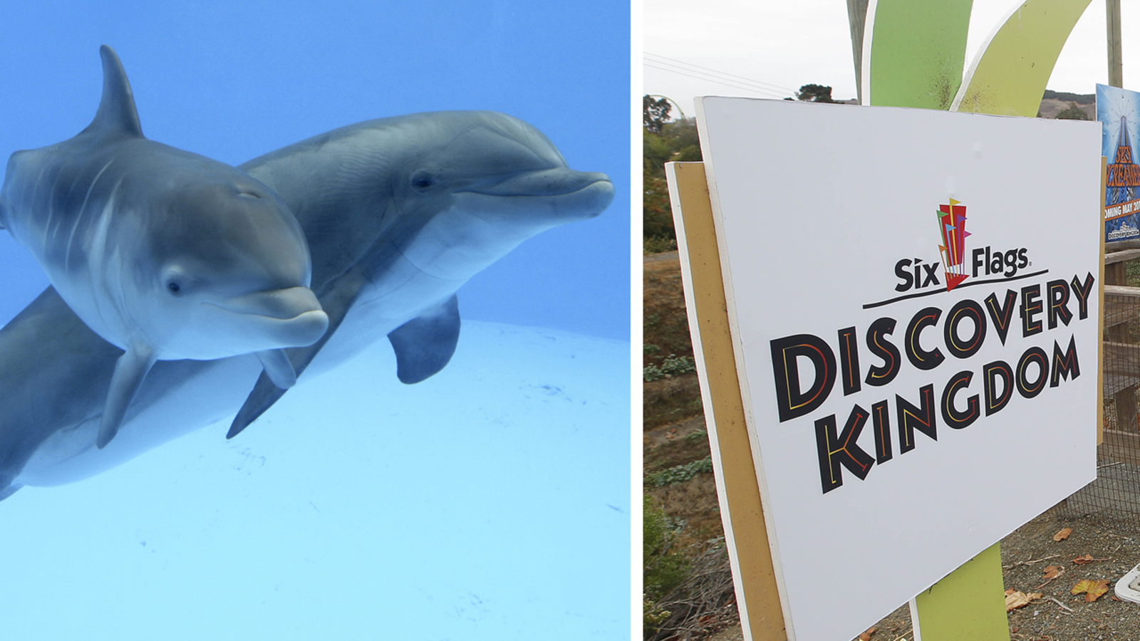 Euthanization, death of famous dolphin Chelsea at Six Flags Discovery Kingdom prompts calls for relocation of remaining mammals