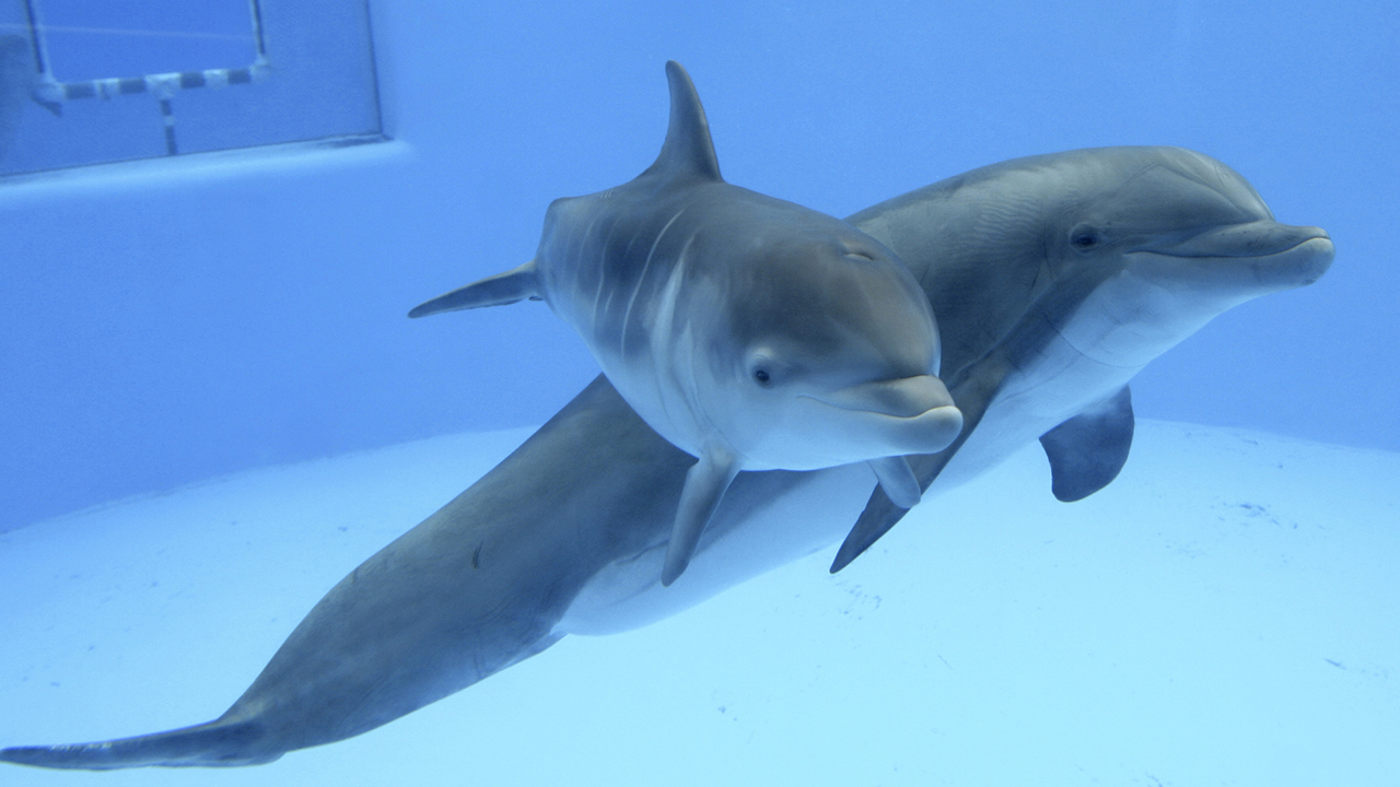 Mavrick, a two-month old Atlantic Bottle nose dolphin, foreground, is seen swimming with his mother, Chelsea, at Six Flags Discovery in Vallejo, Calif.,, Jan. 24, 2008.
