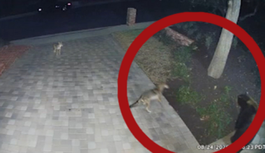 Bear and 2 coyotes cross paths in Tarzana near 101 Freeway, with larger coyote appearing to defend smaller one