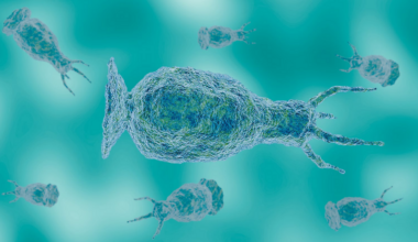 North Carolina teen critically ill from rare brain-eating amoeba found in freshwater, officials say