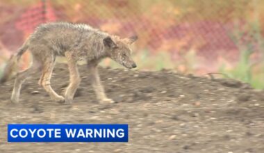 Wildwood, NJ residents concerned as coyotes move closer to homes