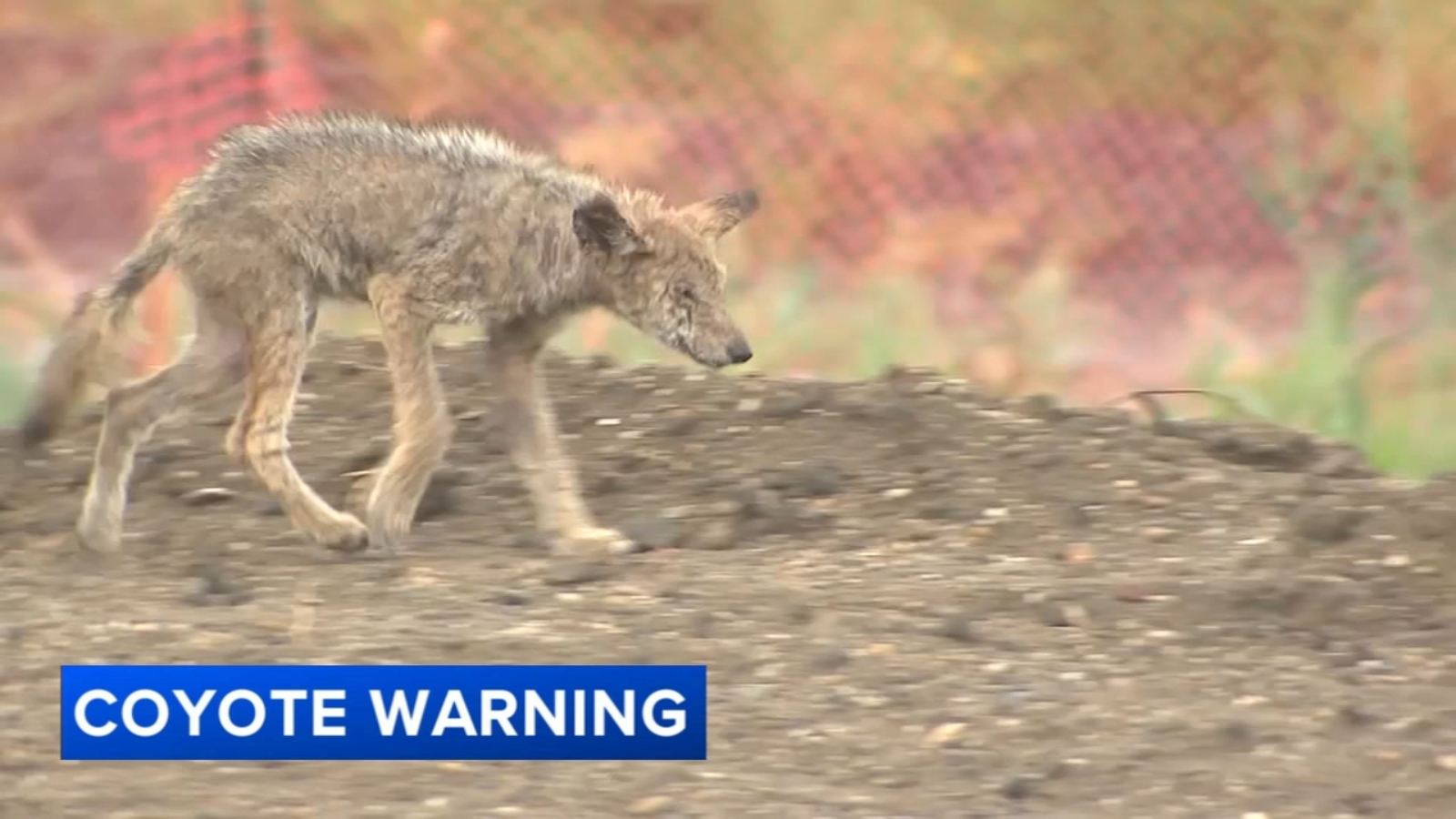 Wildwood, NJ residents concerned as coyotes move closer to homes