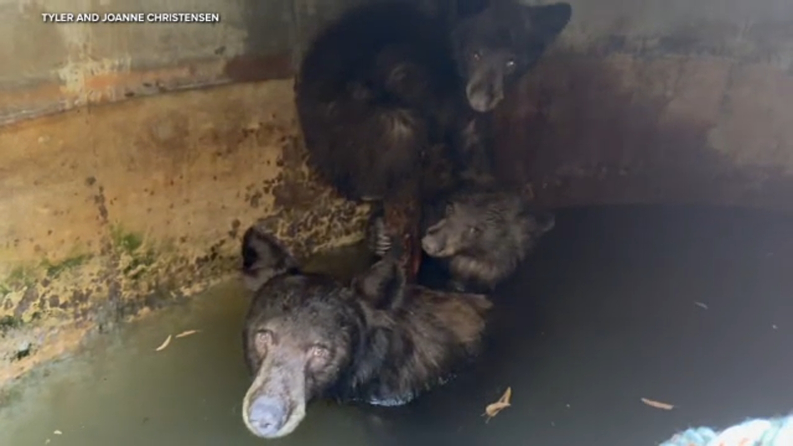 Mother bear and cub remain trapped in La Verne cistern after one cub freed
