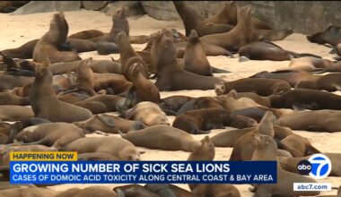 Growing number of sea lions fall ill amid domoic acid surge along California coast