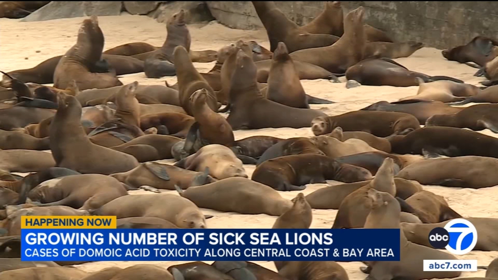 Growing number of sea lions fall ill amid domoic acid surge along California coast
