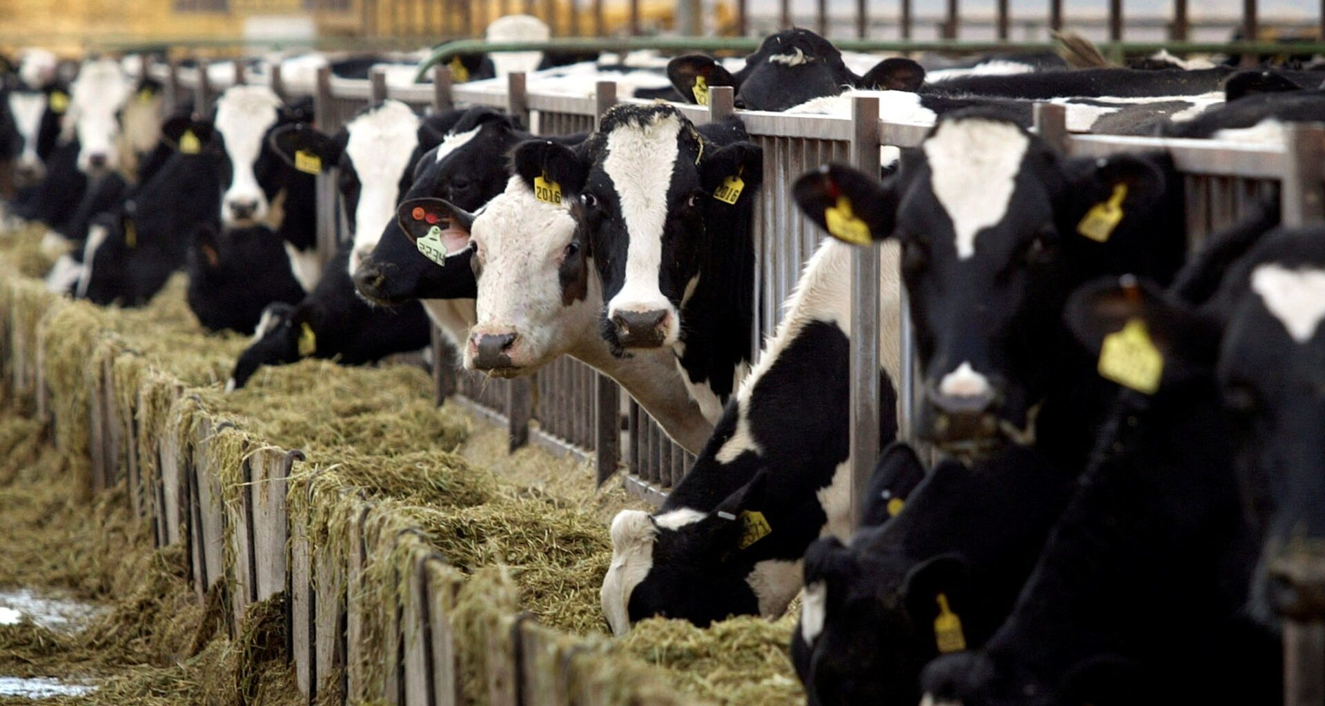 Why choosing low-fat dairy is not necessarily better for your health | Explainer News