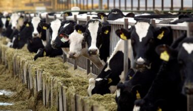 Why choosing low-fat dairy is not necessarily better for your health | Explainer News