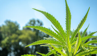 Republican lawmakers complain about White House’s hemp push - NBC News
