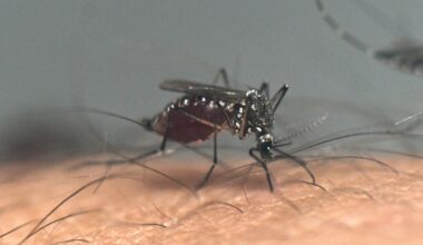 A deadly brain-swelling illness spread by mosquitoes is on the rise in the US