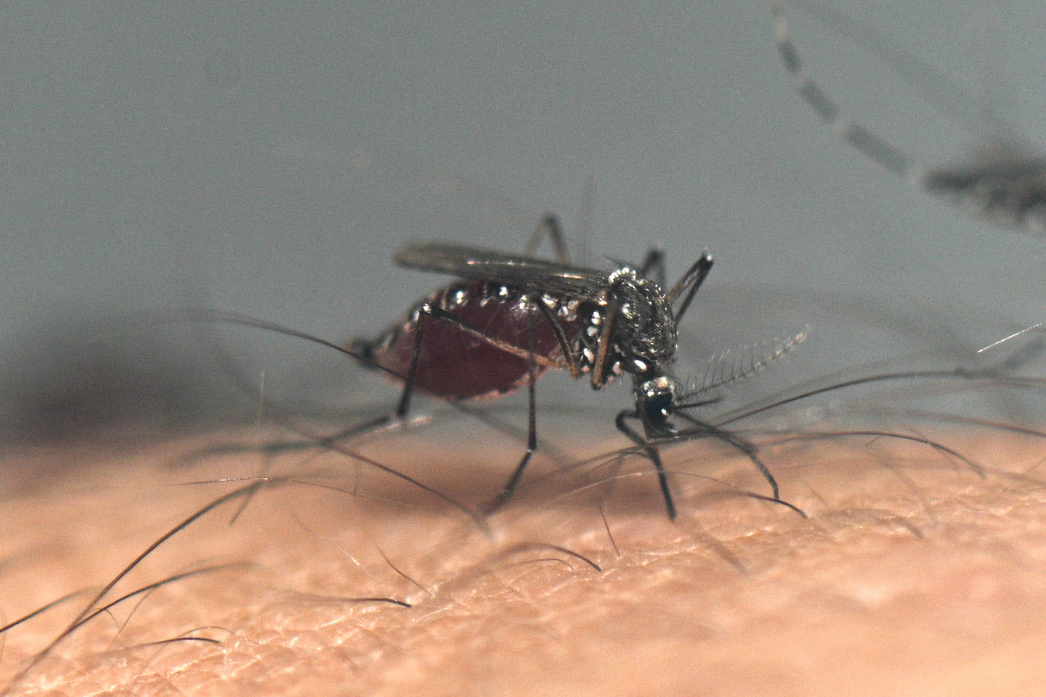 The mosquito-borne West Nile has been detected in 30 states, with deaths recently reported in California