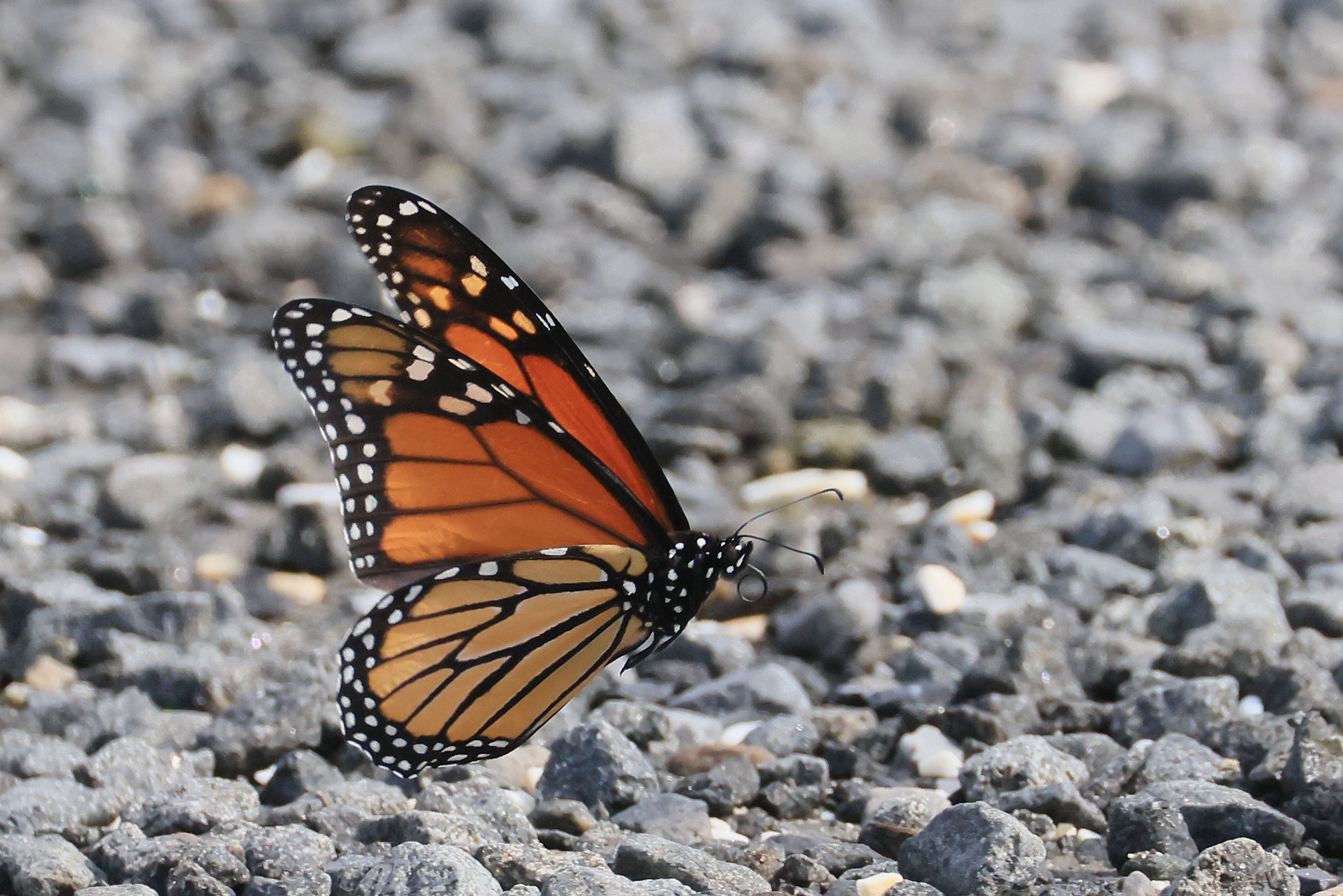 The step has been called ‘a death sentence’ for the monarch butterfly and other species living in sensitive habitats