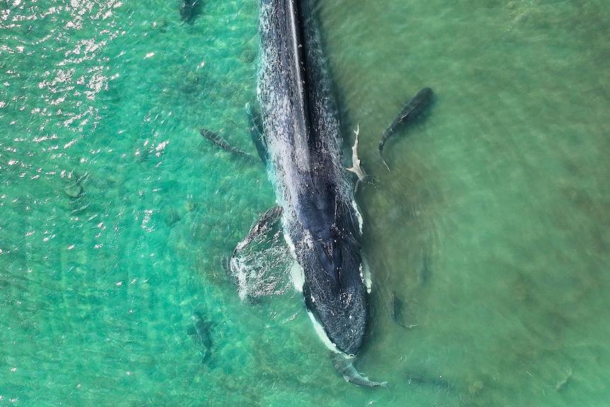 A pygmy whale beached in shallow, turquoise waters as seen from above.