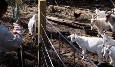 Four baby goats at mobile petting zoo in North Carolina test positive for rabies