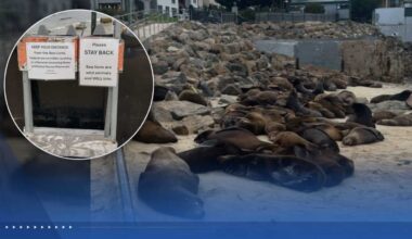 Sea lions force temporary closure of San Carlos Beach in Monterey