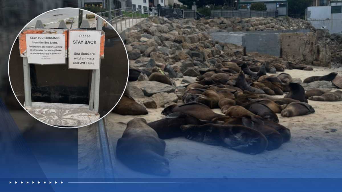 Sea lions force temporary closure of San Carlos Beach in Monterey