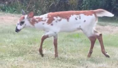 A rare sight: Young piebald deer spotted in Cumberland, Maine