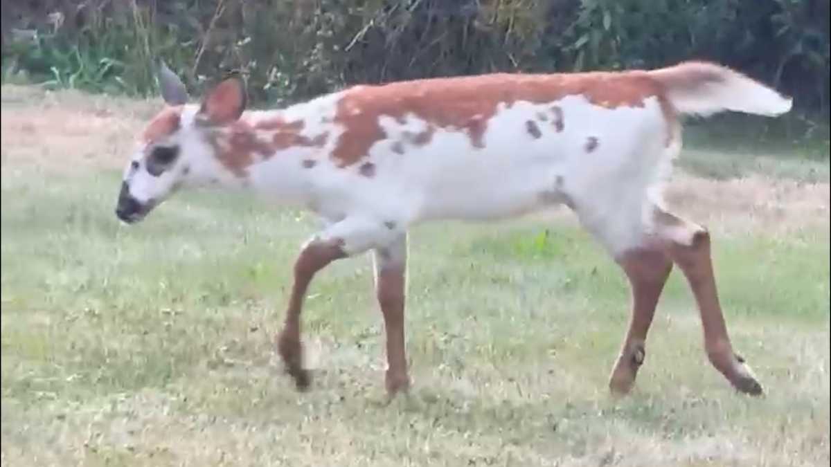 A rare sight: Young piebald deer spotted in Cumberland, Maine
