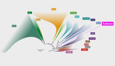 Scientists Discover Common Ancestor to All Complex Fife Forms